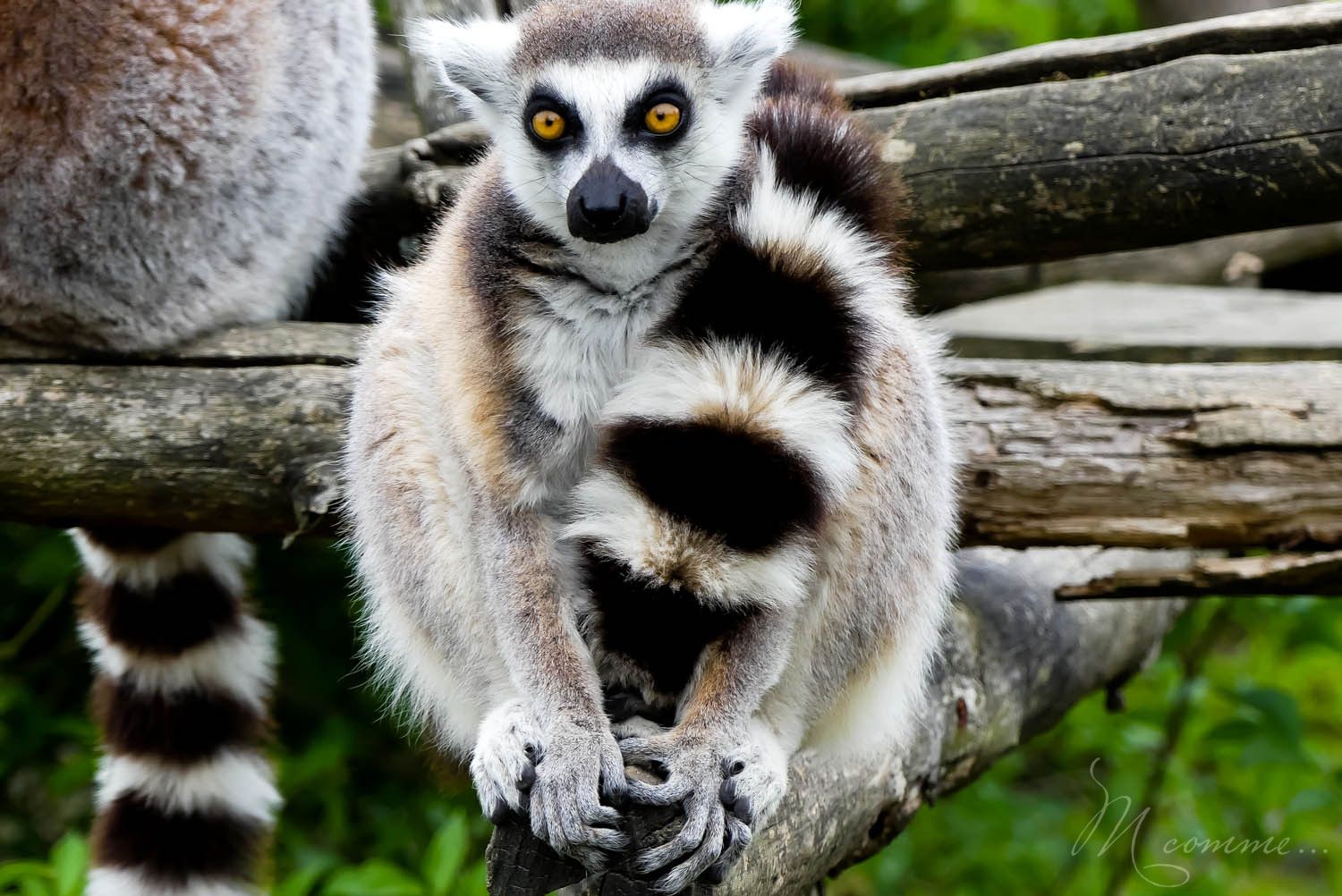 lemuriens zoo la boissiere du dore