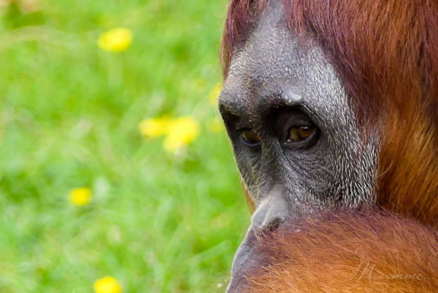 orang outan zoo la boissiere du dore