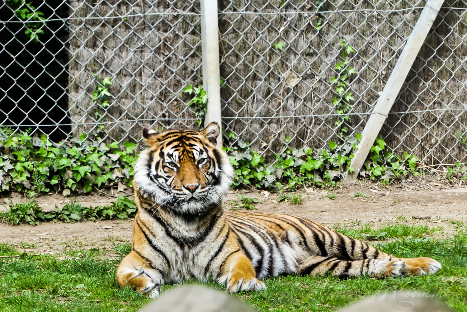 tigre zoo la boissiere du dore
