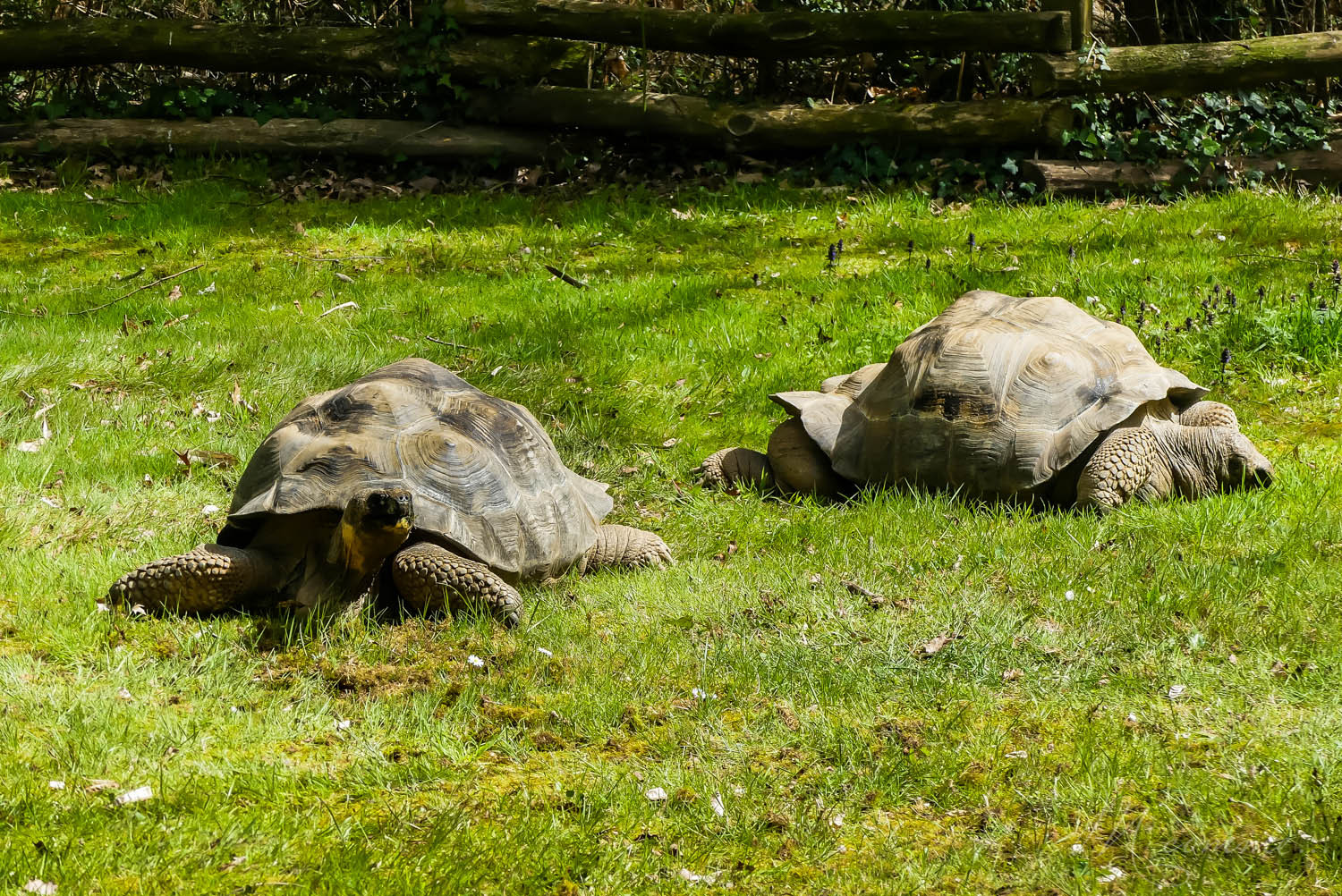 tortues géantes zoo de la boissiere du doré