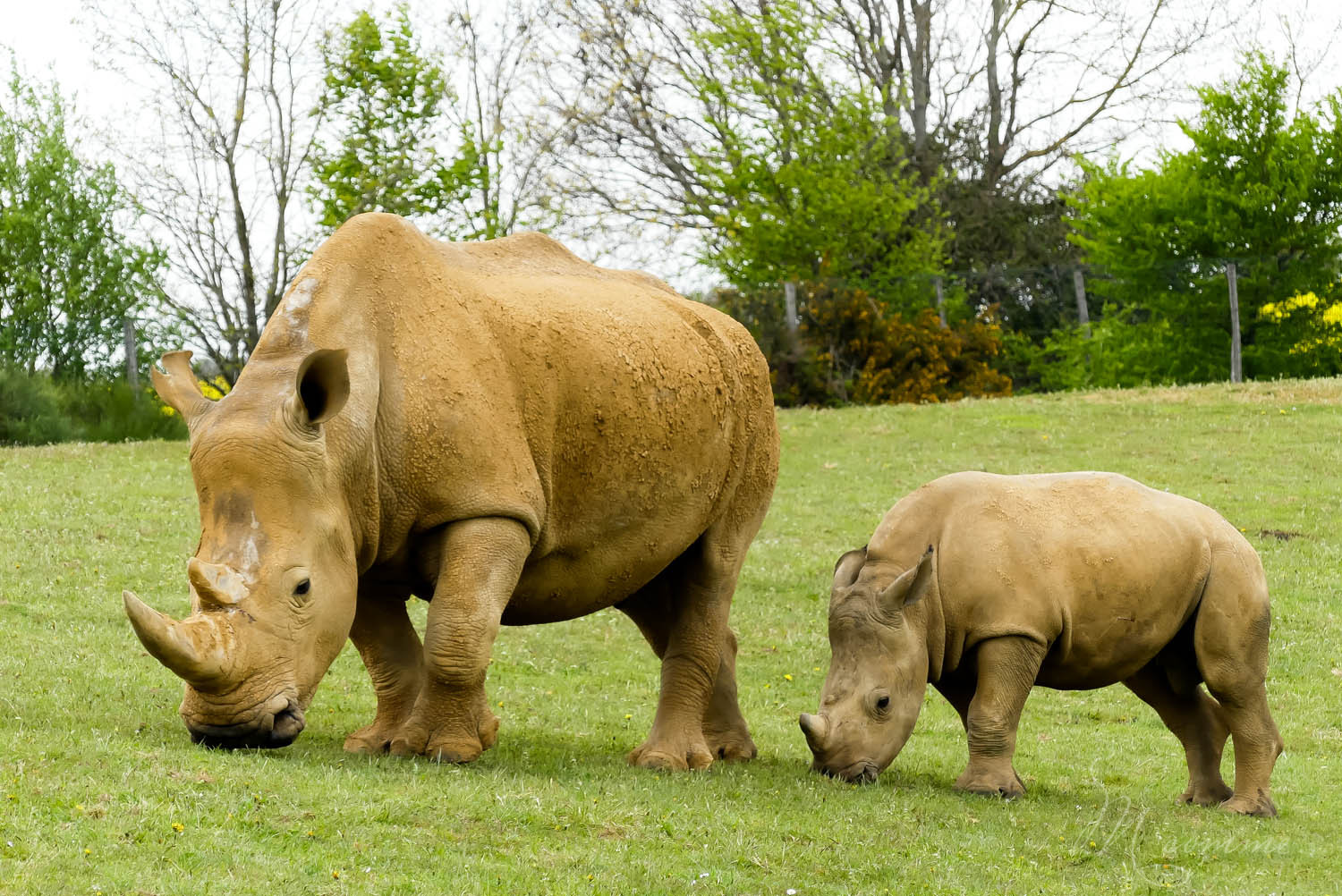 rhinocéros zoo la boissiere du dore