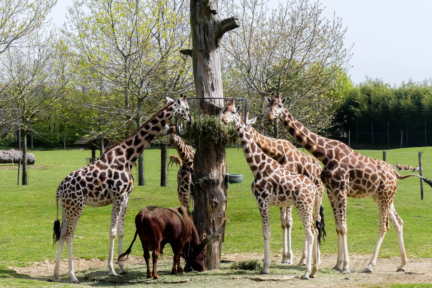 girafes zoo la boissiere du dore