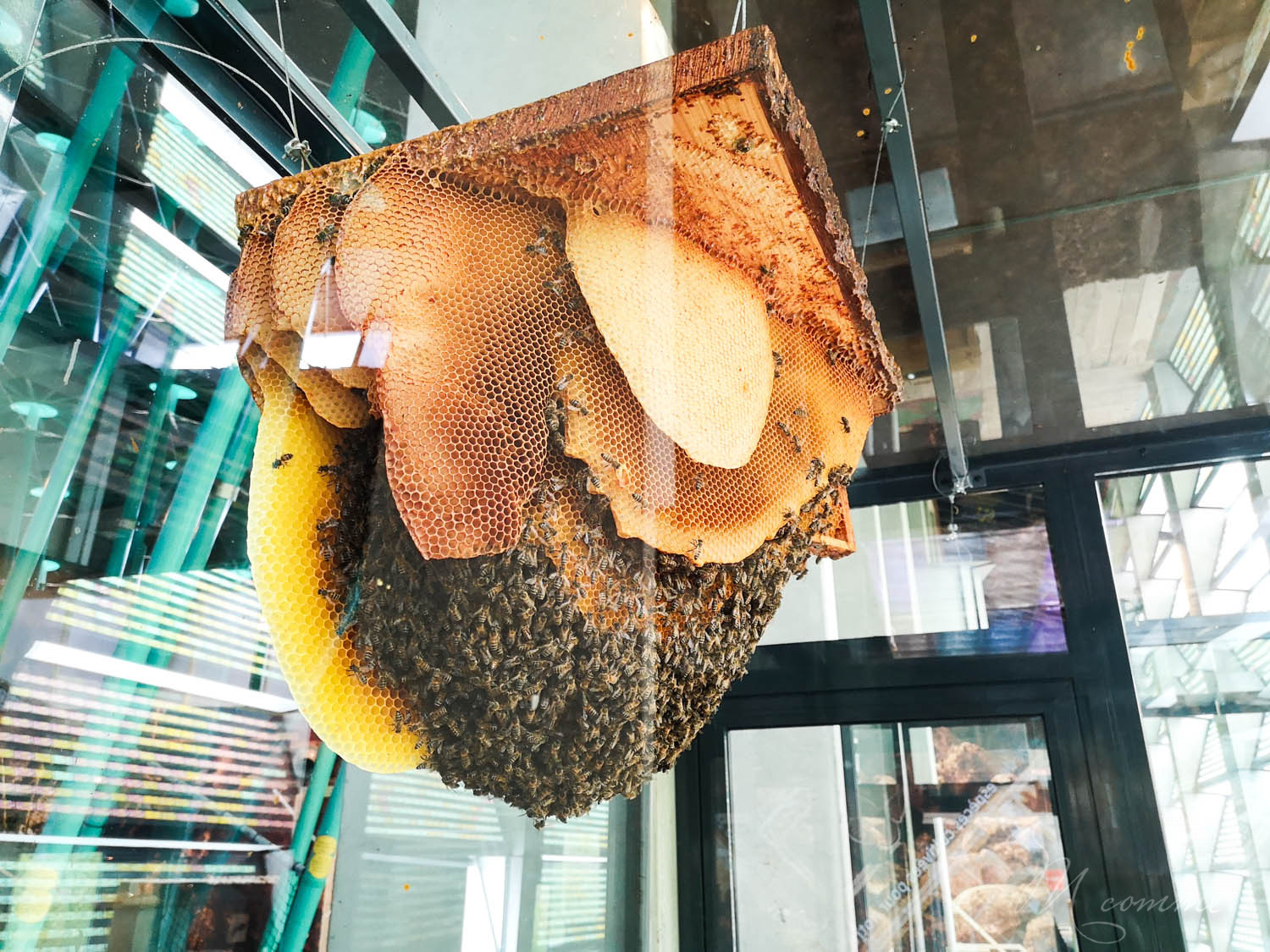 micropolis ruche abeilles